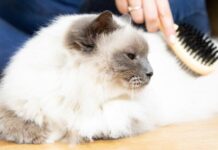 How to Take Care of a Cat (Beginner Guide)