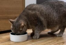 π½ How Often Should You Clean a Litter Box?