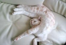 π My Cat Slept Like a King All Day π