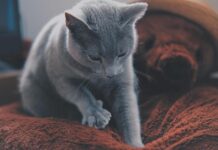 🍗 Wet Food vs Dry Food: Which Is Better?