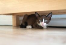 🧠 Why Does My Cat Stare at Me?
