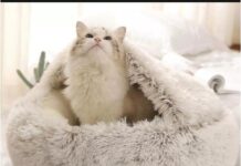 πΎ Why Do Cats Knead?